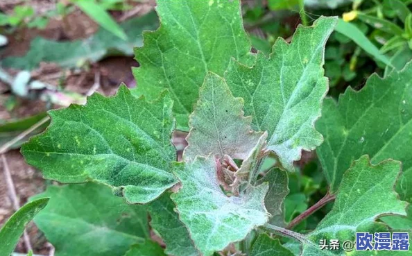 揭秘心动小镇:灰灰跳跳灰尘虫的捕捉与获取全攻略 揭秘心动小镇:灰灰跳跳灰尘虫的捕捉与获取全攻略