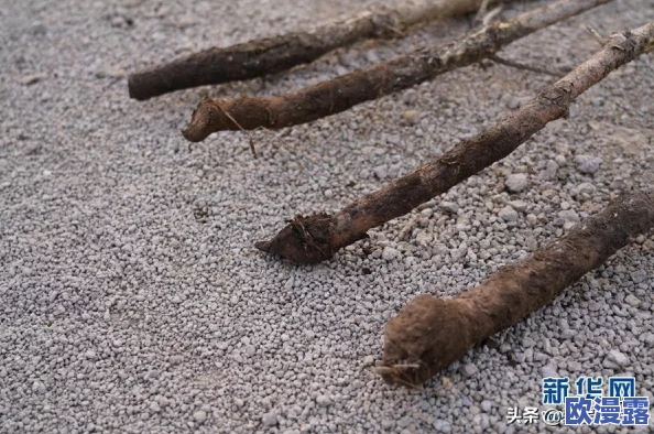 探寻无根之水的来源与介绍：自然界中的神秘水源解析