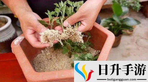 扦插BB有什么好处视频：了解扦插植物的繁殖优势、根系发育及植物生长技巧解析