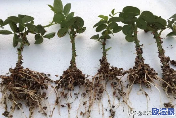 扦插BB有什么好处视频：了解扦插植物的繁殖优势、根系发育及植物生长技巧解析
