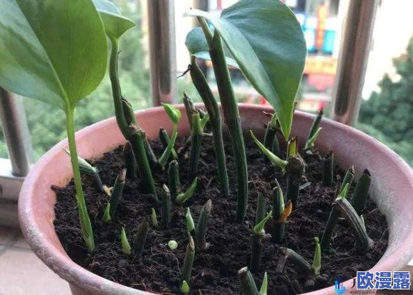 扦插BB有什么好处视频：了解扦插植物的繁殖优势、根系发育及植物生长技巧解析