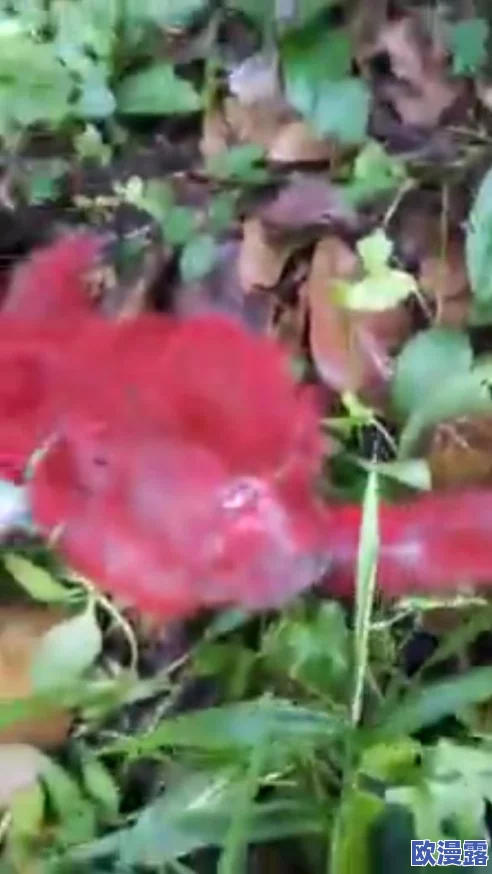 俩人生猴子全程不盖被子视频引发热议，网友纷纷讨论生活习惯与动物行为的奇妙关系