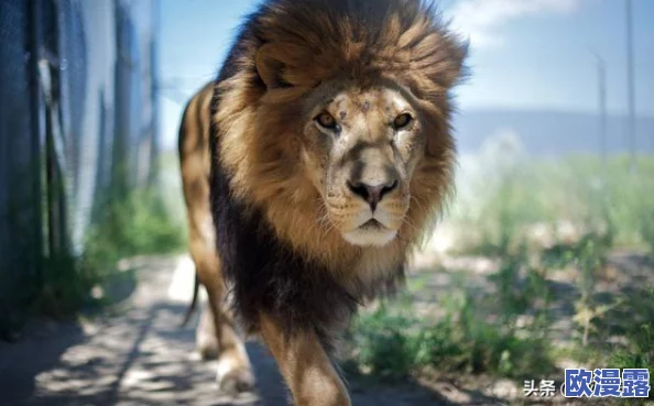 色哟哟非洲:探寻这片神秘土地的独特文化与自然奇观,感受多样性带来的无限魅力与惊喜 色哟哟非洲:探寻这片神秘土地的独特文化与自然奇观,感受多样性带来的无限魅力与惊喜