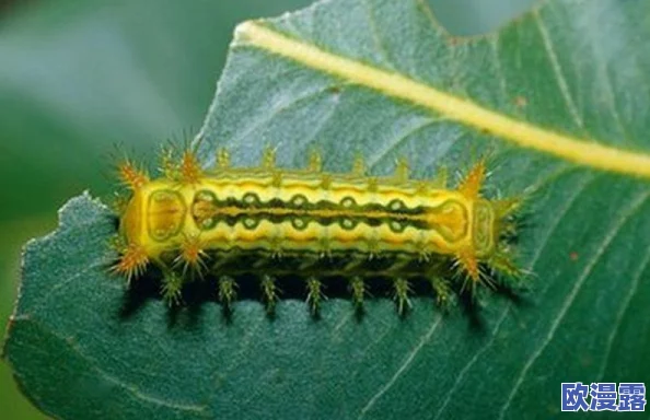 探索涩涩视频下载的乐趣：如何安全获取你喜欢的内容并享受无缝观看体验