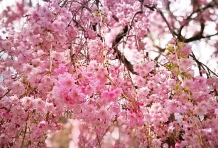 三生三誓青丘传：快速提升等级攻略与青丘秘境副本详解