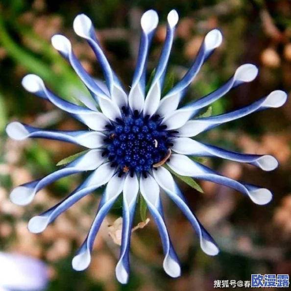 特黄极一清二楚随便看，这种直白的表达让人感到很真实，值得一看！