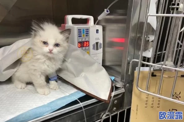 被主人用火腿肠，这真是太搞笑了，想知道后续发展会如何！