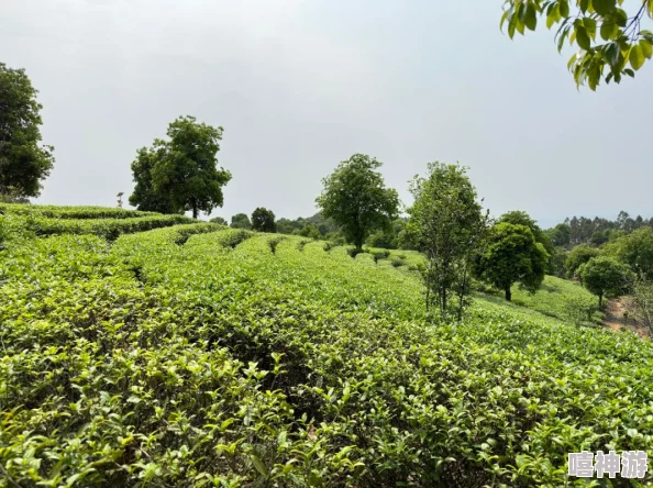 麻豆精产国品一二三产区区，推动地方经济发展与农产品质量提升的创新举措分析