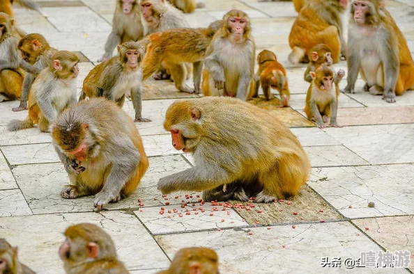 两个人生猴子的全过程不盖被子：理解人与人之间的亲密关系与生活中的小细节