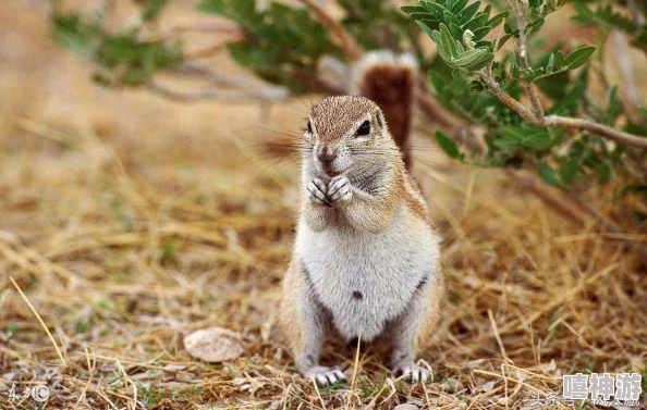老太的毛茸茸：一位老人的温暖故事，讲述了她与宠物之间深厚的情感和生活中的点滴乐趣