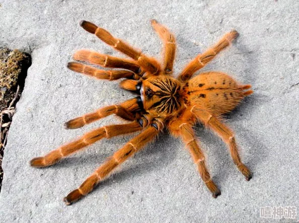 老太的毛茸茸：一位老人的温暖故事，讲述了她与宠物之间深厚的情感和生活中的点滴乐趣