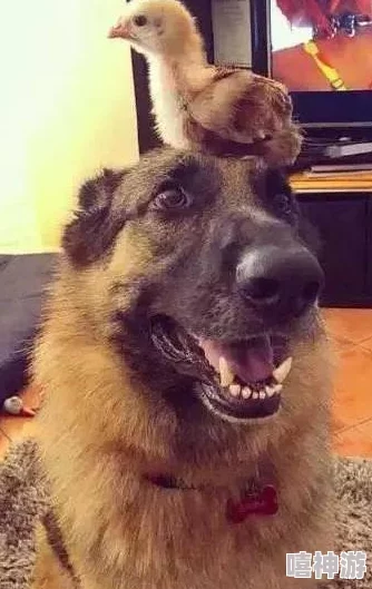 老太的毛茸茸：一位老人的温暖故事，讲述了她与宠物之间深厚的情感和生活中的点滴乐趣