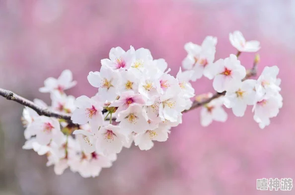 用我的手指拨动你的心弦樱花，感受春日暖阳下那份细腻与柔情的交织，让爱在花瓣间绽放
