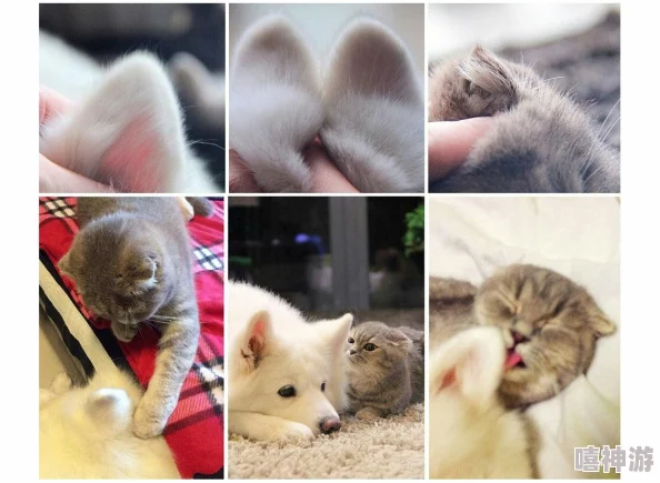 蝌蚪窝网:助力青少年成长与发展的新平台,提供丰富的学习资源和互动交流机会 蝌蚪窝网:助力青少年成长与发展的新平台,提供丰富的学习资源和互动交流机会