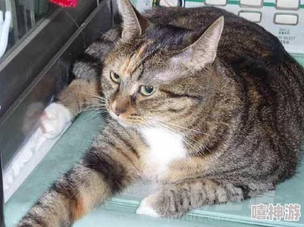 爱琳诗篇中:猫咪角色与炮击技能,哪个更胜一筹? 爱琳诗篇中:猫咪角色与炮击技能,哪个更胜一筹?