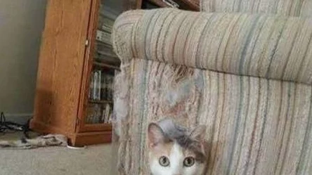 python人马兽系列有哪几个?我觉得这个系列的设定真的很有趣,尤其是角色之间的互动! python人马兽系列有哪几个?我觉得这个系列的设定真的很有趣,尤其是角色之间的互动!