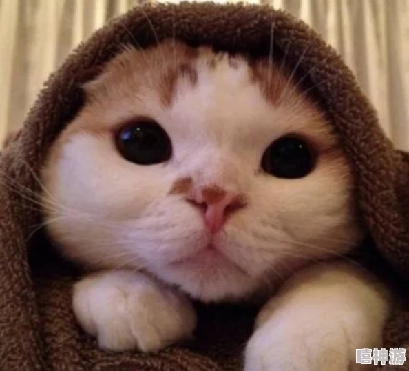 python人马兽系列有哪几个?我觉得这个系列的设定真的很有趣,尤其是角色之间的互动! python人马兽系列有哪几个?我觉得这个系列的设定真的很有趣,尤其是角色之间的互动!