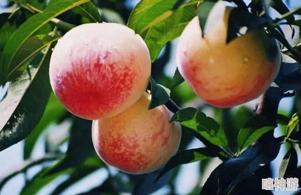 x7x7x7水密桃"背后竟藏着不为人知的秘密,传闻其种植过程与神秘人物有关,引发众多消费者关注! x7x7x7水密桃"背后竟藏着不为人知的秘密,传闻其种植过程与神秘人物有关,引发众多消费者关注!