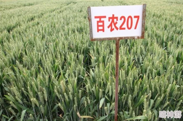 丰年经继拇中文2的功能介绍：全面解析其在现代农业中的应用与优势，助力农民增产增收