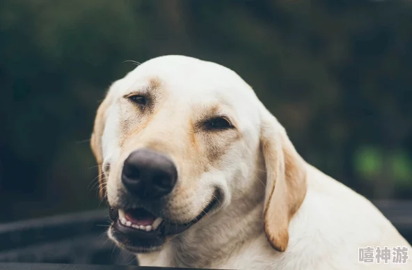 ZOOMSERVO兽狗剧情解析：跌宕起伏，扣人心弦的精彩故事
