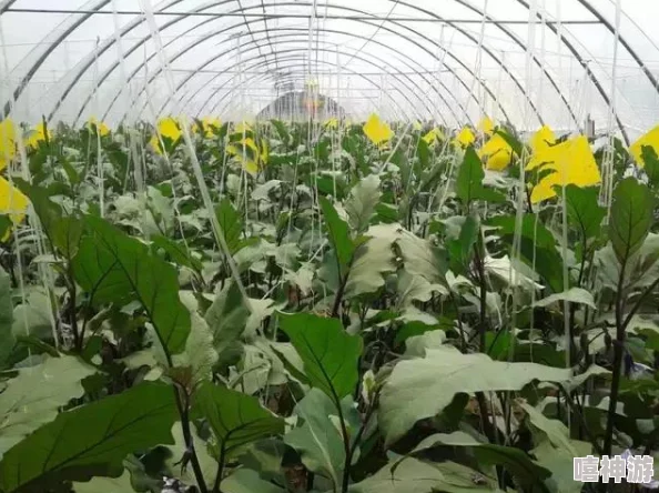 九·幺老款黄:新一轮市场热潮来袭,消费者对传统工艺的追捧持续升温 九·幺老款黄:新一轮市场热潮来袭,消费者对传统工艺的追捧持续升温
