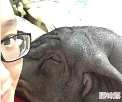 女人与公豬交交：探讨人与动物之间的奇特关系及其背后的文化现象和伦理思考