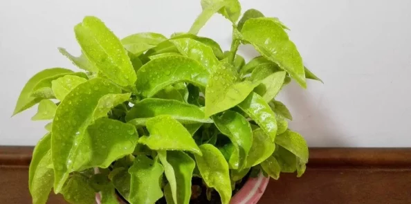 扦插BB有什么好处?了解这种繁殖方式的优势与技巧,助你轻松养护植物,提升绿植生长效果 扦插BB有什么好处?了解这种繁殖方式的优势与技巧,助你轻松养护植物,提升绿植生长效果