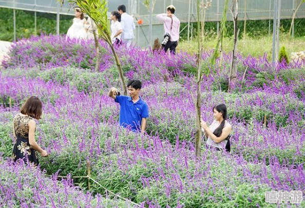日本薰衣草实验研究所的优势：独特的地理位置与先进技术助力薰衣草种植与产品开发的成功之道