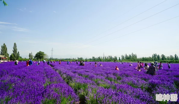 日本薰衣草实验研究所的优势：独特的地理位置与先进技术助力薰衣草种植与产品开发的成功之道