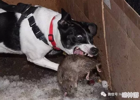 探究野狗子裂头怪：单机游戏还是网络游戏？详细类型介绍