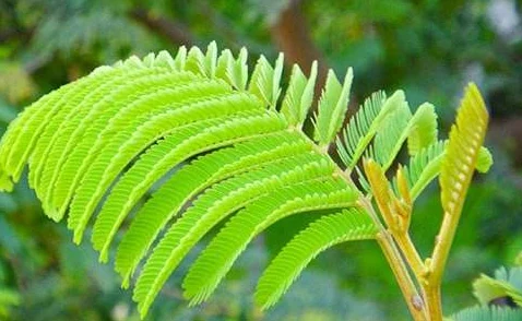 老狼含羞草无人区:新发现揭示该地区独特生态系统与生物多样性的重要性及其保护现状分析 老狼含羞草无人区:新发现揭示该地区独特生态系统与生物多样性的重要性及其保护现状分析