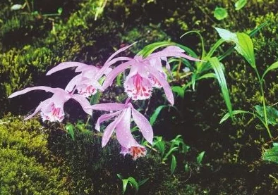 老狼含羞草无人区:新发现揭示该地区独特生态系统与生物多样性的重要性及其保护现状分析 老狼含羞草无人区:新发现揭示该地区独特生态系统与生物多样性的重要性及其保护现状分析