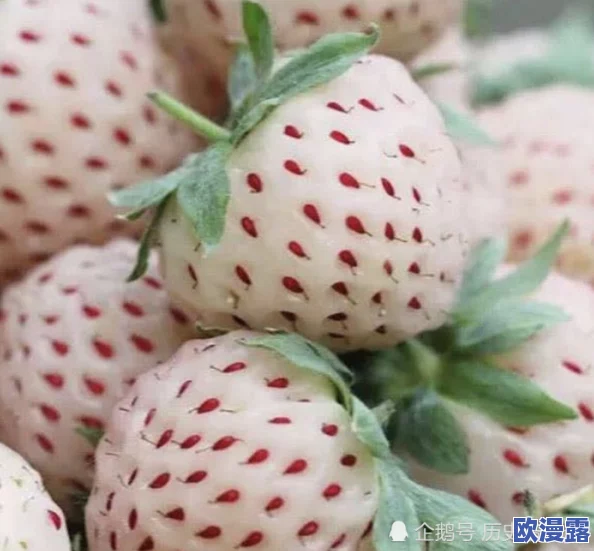 草莓污视频引发热议，网友纷纷讨论其背后的文化现象与社会影响，相关话题持续升温中