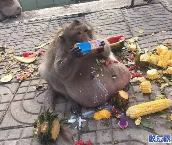 生猴子的全过程不盖被子，揭秘动物行为学中的奇特现象与科学研究的最新进展