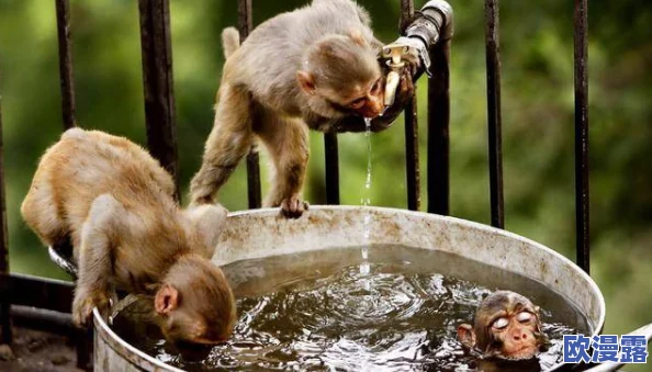 生猴子的全过程不盖被子，揭秘动物行为学中的奇特现象与科学研究的最新进展