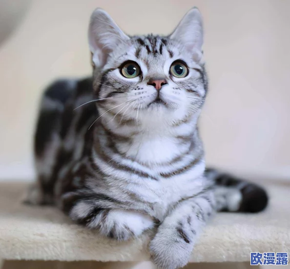 成品人和精品人哪种颜色？内幕揭秘：这两类人的性格特点及相处之道