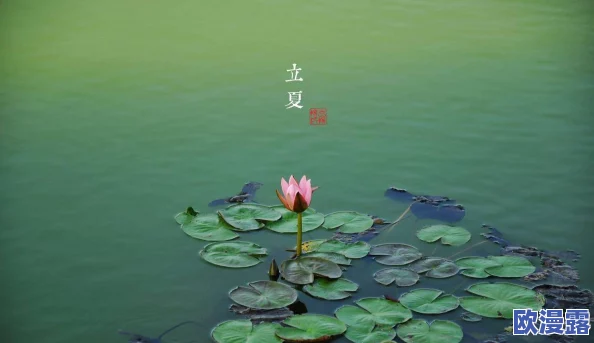 老人船上弄雨荷好吗？探讨雨荷对老年人心理健康的积极影响及舟上的休闲方式选择