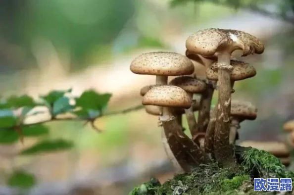 蘑菇头顶开花缝,奇特现象引发科学家关注与研究,揭示自然界的神秘之美与生态平衡的重要性 蘑菇头顶开花缝,奇特现象引发科学家关注与研究,揭示自然界的神秘之美与生态平衡的重要性