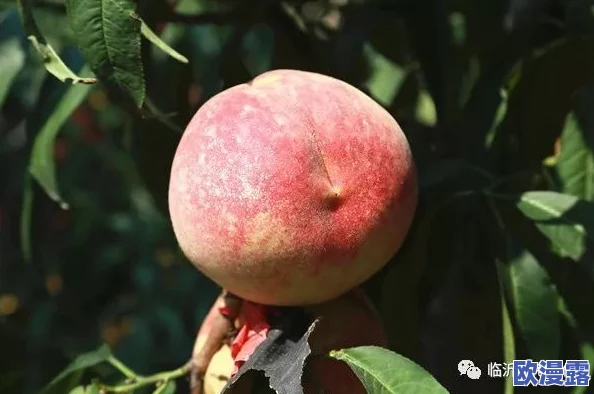 一区二区三区水蜜桃的甜美风味与种植奥秘全解析
