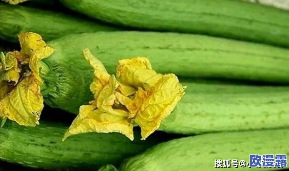 草莓丝瓜深夜释放自己的歌词意思：内幕曝光！