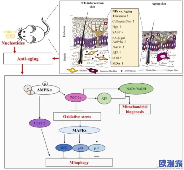 痉挛口吐白沫6人组实验内容详解：最新研究进展与结果分析，揭示潜在机制与影响因素