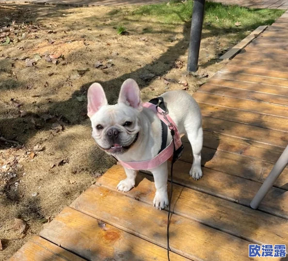 我的狗老公拉婆婆一起，网友纷纷表示这是一种温馨的家庭互动，宠物也能成为家人之间的纽带