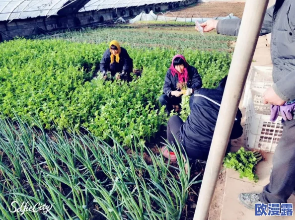 萝卜又叫黄9·1：一种传统蔬菜的多样性及其在现代农业中的应用研究