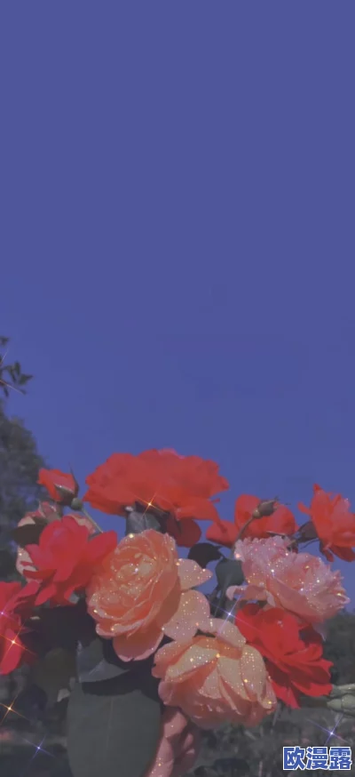 无人区玫瑰比夜色好多少：在荒凉的无人区中，绽放出的玫瑰花朵与深邃的夜色相比，究竟有着怎样的美丽和意义？