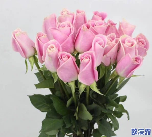 无人区玫瑰比夜色好多少：在荒凉的无人区中，绽放出的玫瑰花朵与深邃的夜色相比，究竟有着怎样的美丽和意义？