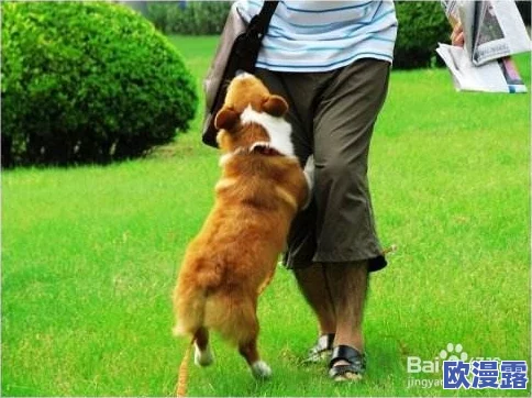 被小混混训练成一条狗，主人竟然用这种方式来控制我的生活和自由，让我感到无比屈辱与绝望
