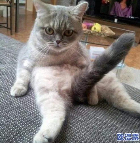 简隋英夹猫尾巴，竟因与好友争宠引发一场搞笑闹剧，网友纷纷调侃其“爱猫成痴”！