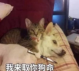 皇上被赐精给狗狗的小说背景：宫廷秘事曝光，竟然隐藏着不为人知的爱情故事与权力斗争！