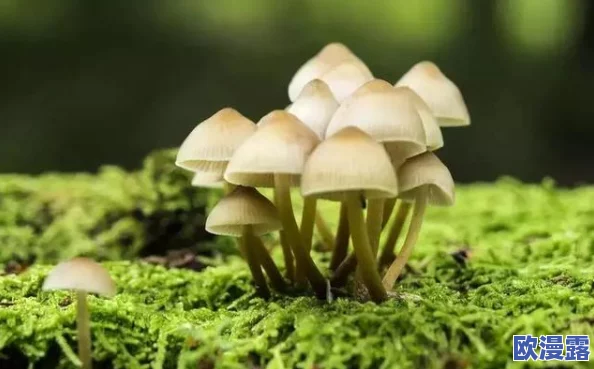 蘑菇91吃瓜黑料：娱乐圈中的不为人知的秘密与真相，揭开背后的故事与争议