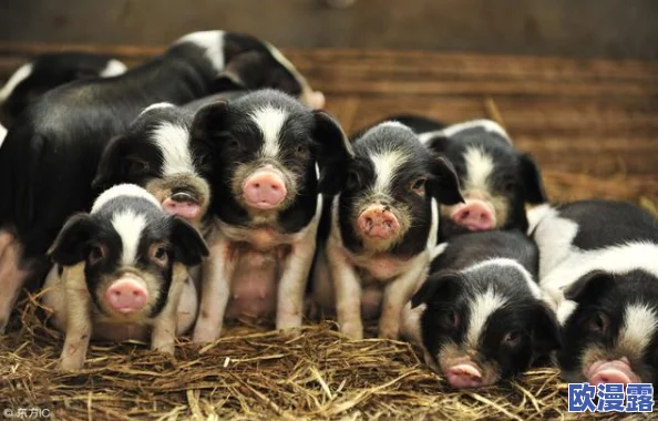 美国Zoom动物猪:如何通过视频会议技术改变养殖业的未来与可持续发展潜力分析 美国Zoom动物猪:如何通过视频会议技术改变养殖业的未来与可持续发展潜力分析